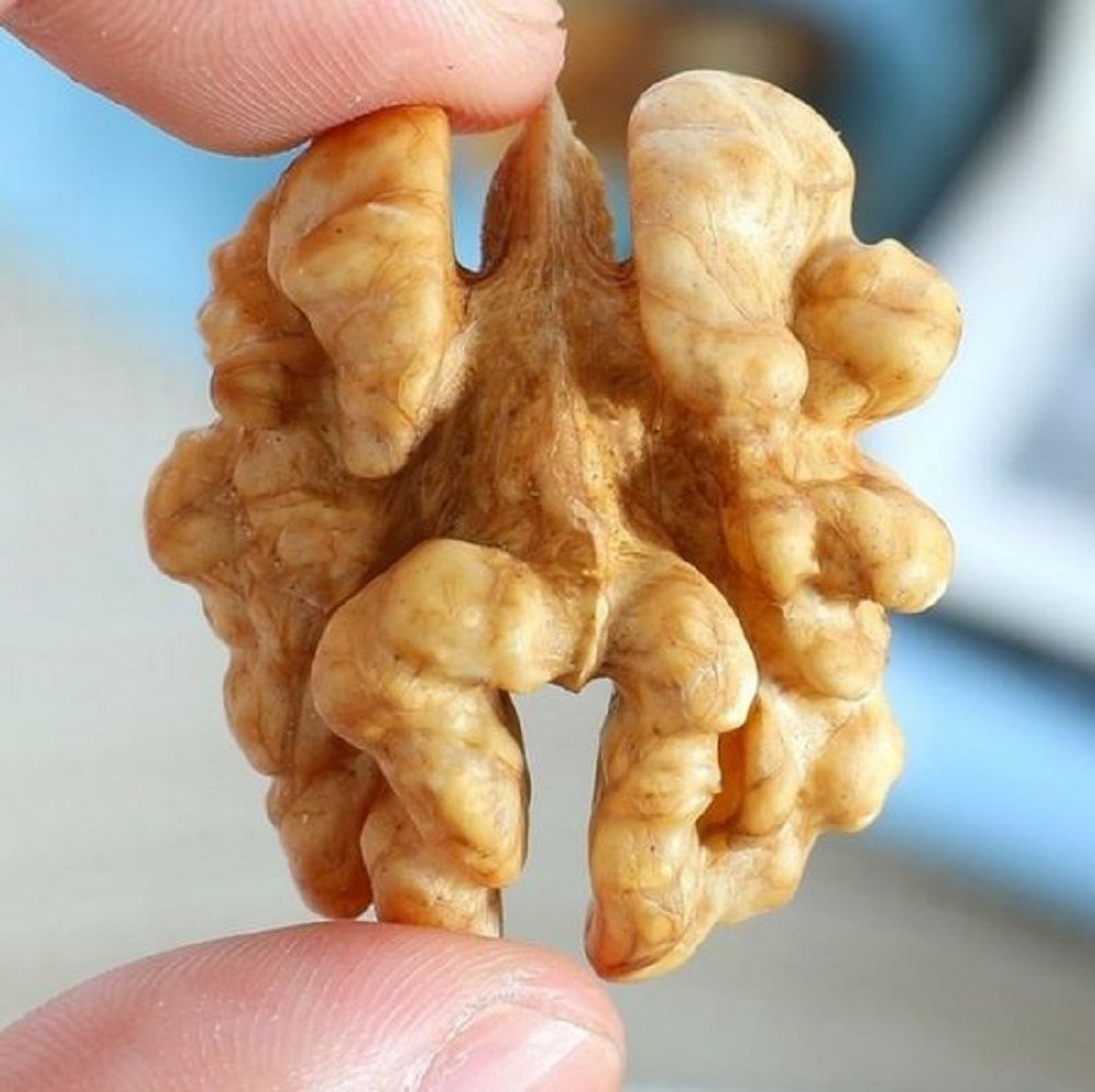 shelled walnuts shelled walnuts